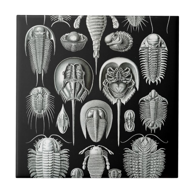 Trilobites and Fossils in Black and White Tile (Front)