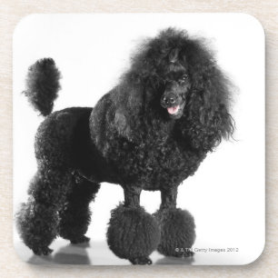 Trimmed black poodle beverage coaster