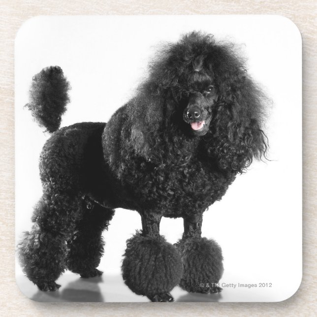 Trimmed black poodle beverage coaster (Front)