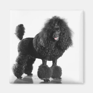 Trimmed black poodle magnet