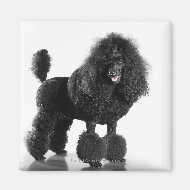 Trimmed black poodle magnet (Front)