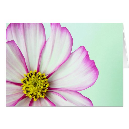 Trimmed in Pink (Front Horizontal)