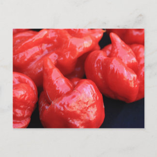 Trinidad Moruga Scorpion Chili Pepper Postcard