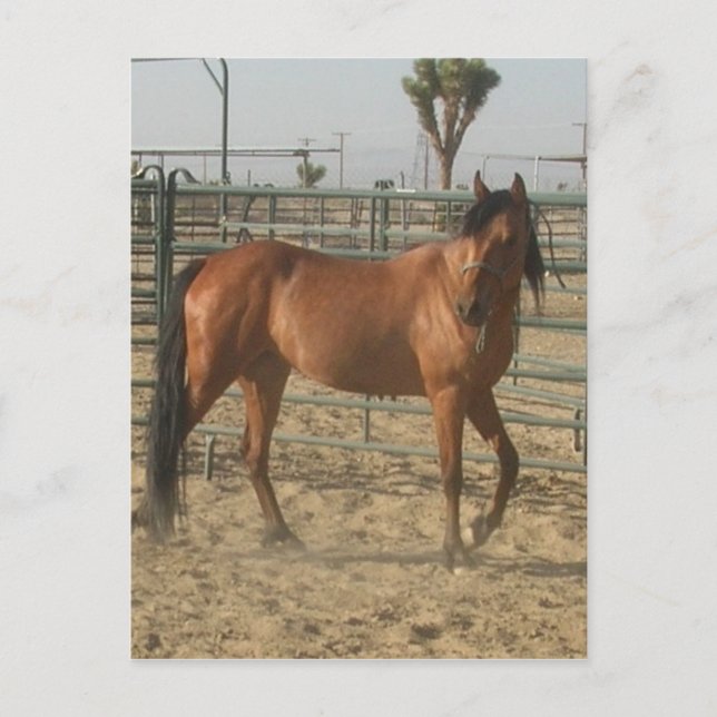 "Trinket" Postcard (Front)