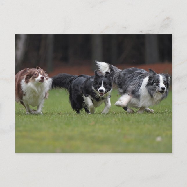 trio border collies postcard (Front)