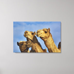 Trio of camels, camel market, Cairo, Egypt Canvas Print