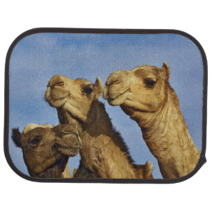 Trio of camels, camel market, Cairo, Egypt Car Floor Mat