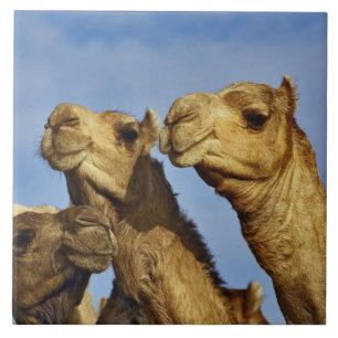 Trio of camels, camel market, Cairo, Egypt Ceramic Tile