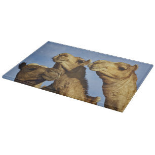Trio of camels, camel market, Cairo, Egypt Cutting Board