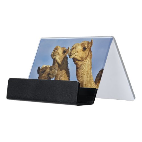 Trio of camels camel market Cairo Egypt Desk Business Card Holder