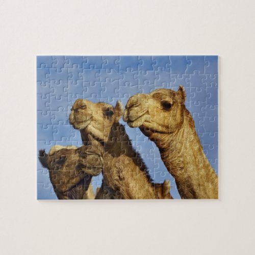 Trio of camels camel market Cairo Egypt Jigsaw Puzzle