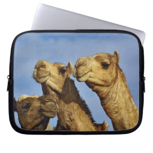 Trio of camels, camel market, Cairo, Egypt Laptop Sleeve