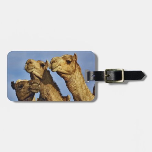 Trio of camels camel market Cairo Egypt Luggage Tag