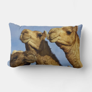 Trio of camels, camel market, Cairo, Egypt Lumbar Pillow