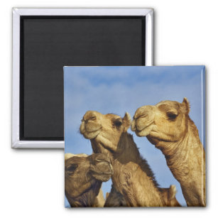 Trio of camels, camel market, Cairo, Egypt Magnet