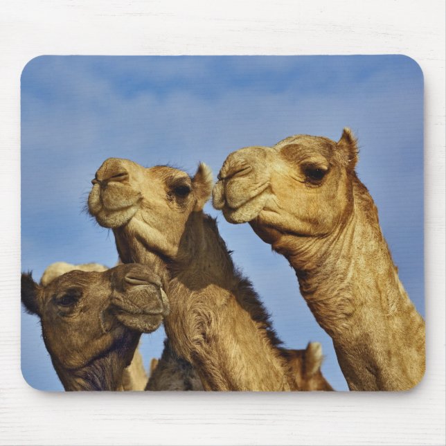 Trio of camels, camel market, Cairo, Egypt Mouse Pad (Front)
