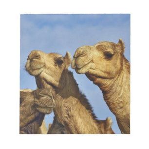 Trio of camels, camel market, Cairo, Egypt Notepad