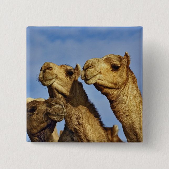 Trio of camels, camel market, Cairo, Egypt Pinback Button (Front)