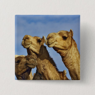 Trio of camels, camel market, Cairo, Egypt Pinback Button