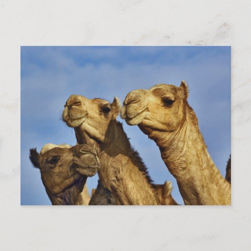 Trio of camels camel market Cairo Egypt Postcard
