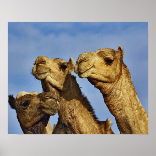 Trio of camels, camel market, Cairo, Egypt Poster (Front)