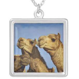 Trio of camels, camel market, Cairo, Egypt Silver Plated Necklace
