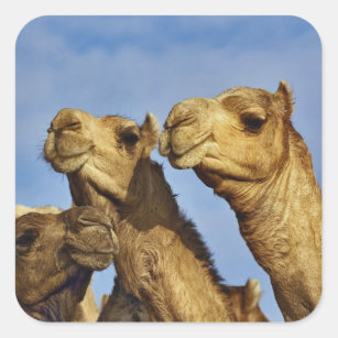 Trio of camels, camel market, Cairo, Egypt Square Sticker