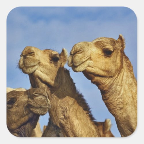 Trio of camels camel market Cairo Egypt Square Sticker