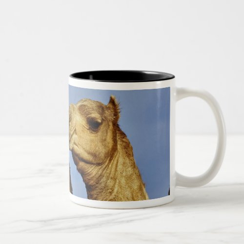 Trio of camels camel market Cairo Egypt Two_Tone Coffee Mug