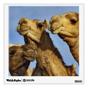 Trio of camels, camel market, Cairo, Egypt Wall Sticker