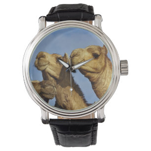 Trio of camels, camel market, Cairo, Egypt Watch