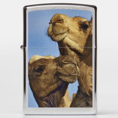 Trio of camels camel market Cairo Egypt Zippo Lighter