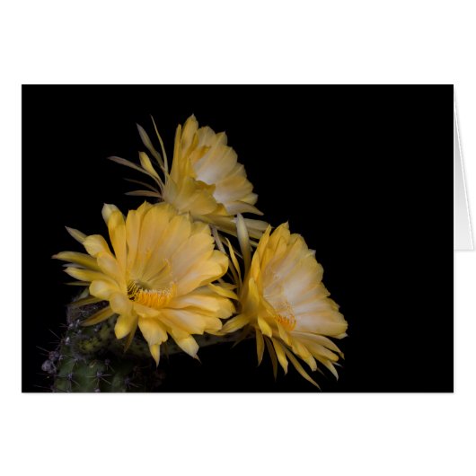 Trio of Charlemagne (Front Horizontal)