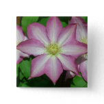 Trio of Clematis Pink and White Spring Vine Button