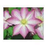 Trio of Clematis Pink and White Spring Vine Canvas Print