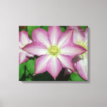 Trio of Clematis Pink and White Spring Vine Canvas Print