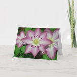 Trio of Clematis Pink and White Spring Vine Card