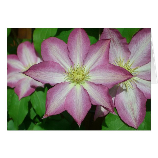 Trio of Clematis Pink and White Spring Vine Cards (Front Horizontal)