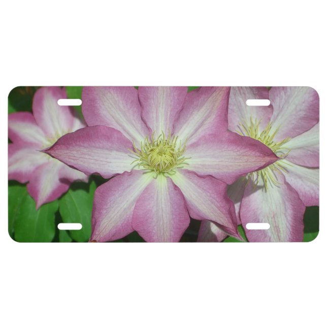 Trio of Clematis Pink and White Spring Vine License Plate (Front)