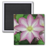 Trio of Clematis Pink and White Spring Vine Magnet