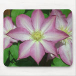 Trio of Clematis Pink and White Spring Vine Mouse Pad