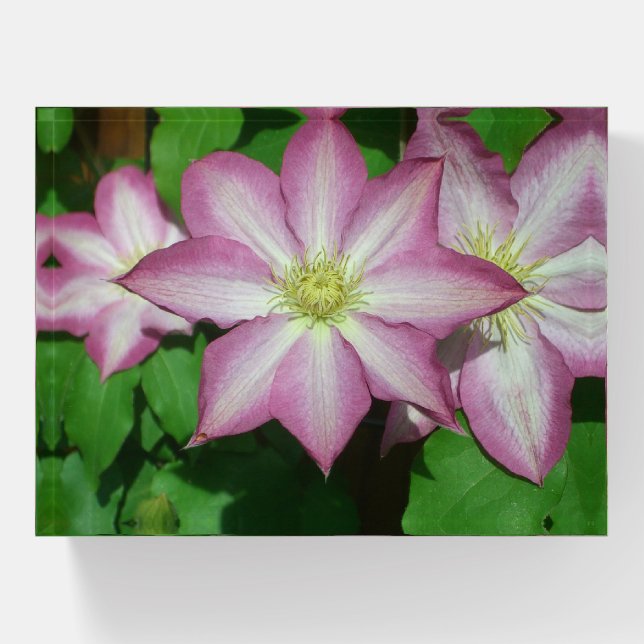 Trio of Clematis Pink and White Spring Vine Paperweight (Front)