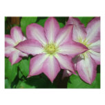 Trio of Clematis Pink and White Spring Vine Photo Print