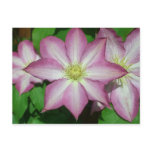 Trio of Clematis Pink and White Spring Vine Postcard
