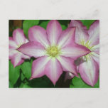 Trio of Clematis Pink and White Spring Vine Postcard