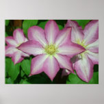 Trio of Clematis Pink and White Spring Vine Poster