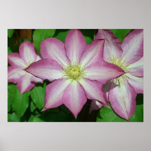 Trio of Clematis Pink and White Spring Vine Poster