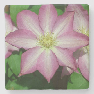 Trio of Clematis Pink and White Spring Vine Stone Coaster