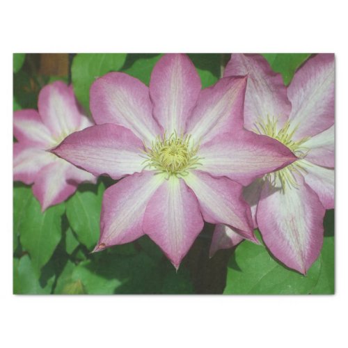 Trio of Clematis Pink and White Spring Vine Tissue Paper