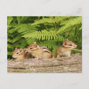 Trio Of Curious Baby Chipmunks Postcard by Meg_Stewart at Zazzle
